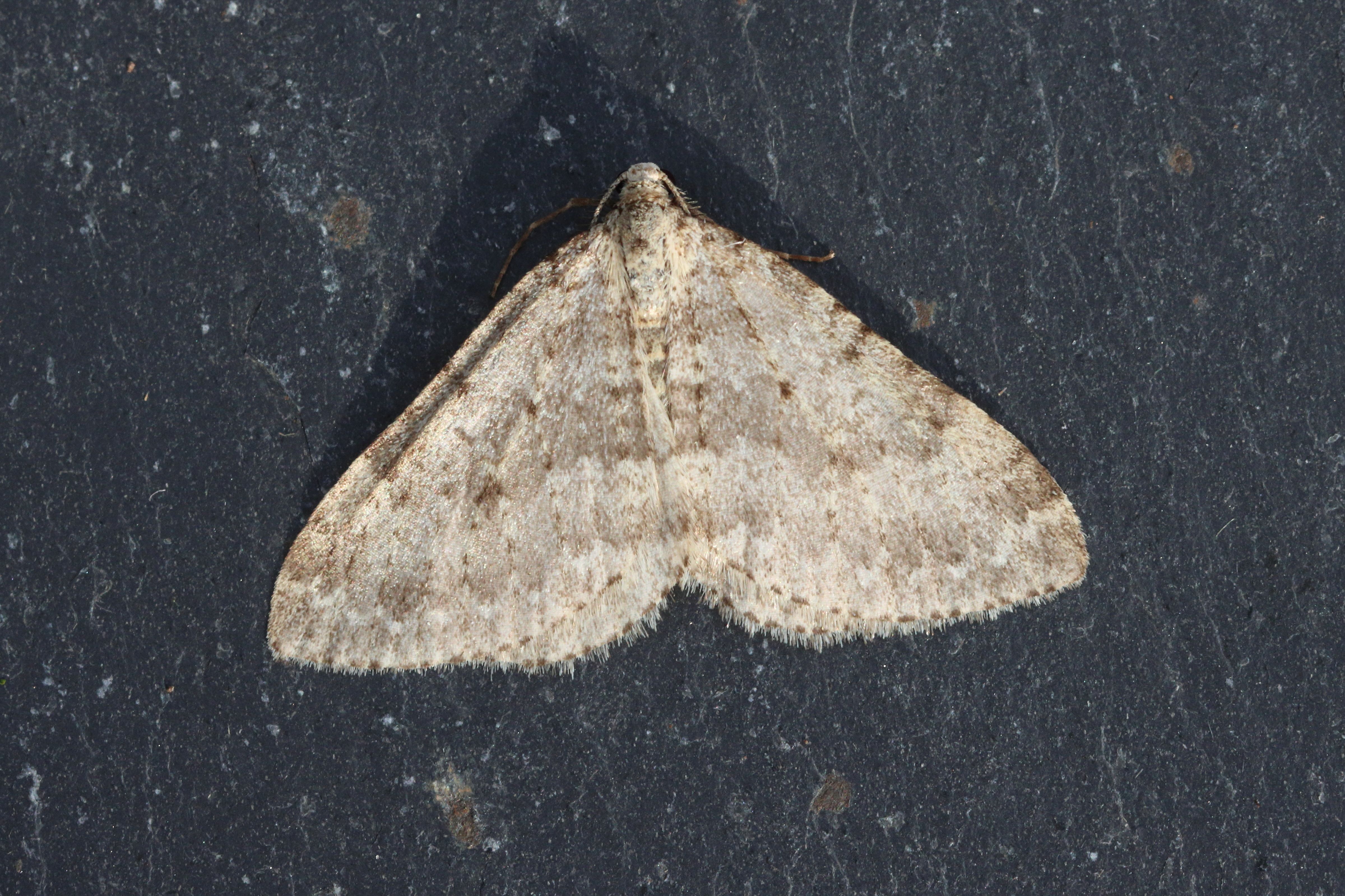 Photo of Mottled Grey (Colostygia multistrigaria)
